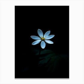 White Flower In The Dark 8 Canvas Print