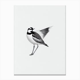 Lapwing B&W Pencil Drawing 1 Bird Canvas Print