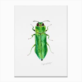 Agrilus angustulus, a jewel beetle, watercolor artwork Canvas Print