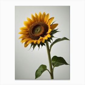 Sunflower 9 Canvas Print