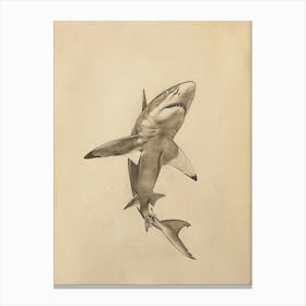 Phoebefy A Pencil Crayon Drawing Of A Shark Centred 1970prese 82322e95 B79c 4eea 8cc5 9250fa76073c 1 Canvas Print