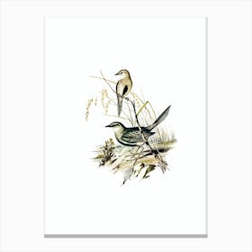 Vintage Brown Songlark Bird Illustration on Pure White n.0381 Canvas Print