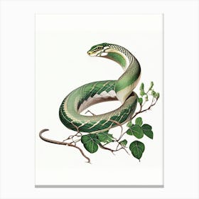 Boomslang Snake Vintage Canvas Print