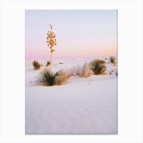 Pink Desert Sunset Canvas Print