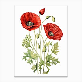 Poppies Flower Vintage Botanical 2 Canvas Print