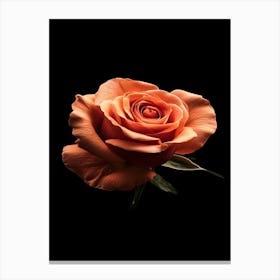 Orange Rose On Black Background 1 Canvas Print