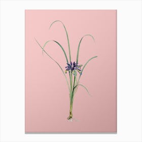 Vintage Grass Leaved Iris Botanical on Soft Pink n.0809 Canvas Print