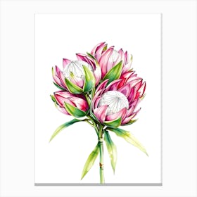 Watercolor Proteas Canvas Print