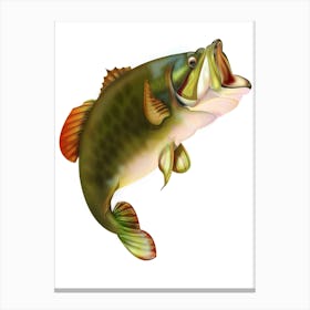 Largemouth Bass 1 Canvas Print