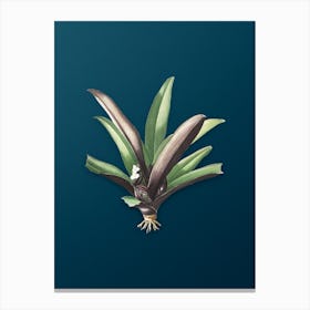 Vintage Boat Lily Botanical Art on Teal Blue n.0235 Canvas Print