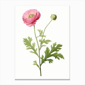 Ranunculus Flower Vintage Botanical 2 Canvas Print