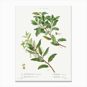 Evergreen Oak, Pierre Joseph Redoute Canvas Print
