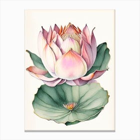 Double Lotus Watercolour Ink Pencil 1 Canvas Print