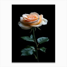 Peach Rose Isolated On Black Background 4 Canvas Print