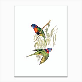 Vintage Red Collared Lorikeet Parrot Bird Illustration on Pure White n.0339 Canvas Print