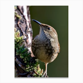 House Wren -Reimagined 6 Canvas Print