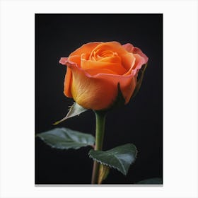 Orange Rose On Black Background 6 Canvas Print