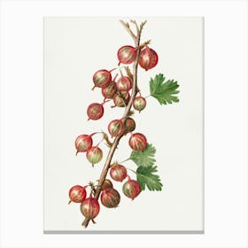 Rhubarb Canvas Print