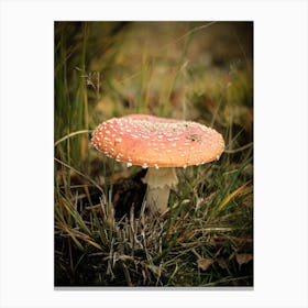 Big Red Mushroom // Nature Photography 1 Canvas Print