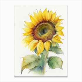 Sunflower Wildflower Watercolour 1 Canvas Print