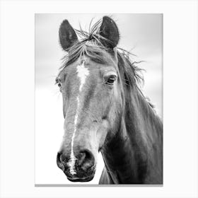 Black And White Horse Canvas Print