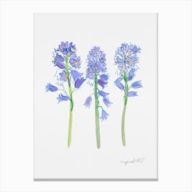 Spanish hyacinth 1 Canvas Print