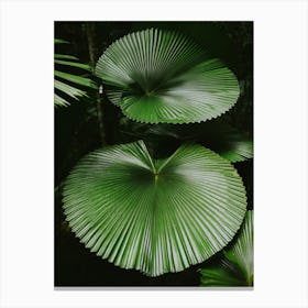 Licuala Cordata Canvas Print