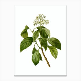Vintage Climbing Hydrangea Botanical Illustration on Pure White n.0371 Canvas Print