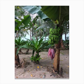Banana Tree on Beach in Puerto Viejo, Costa Rica Canvas Print