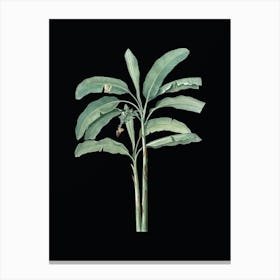Vintage Banana Tree Botanical Illustration on Solid Black n.0016 Canvas Print