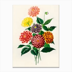 Dahlias 11 Canvas Print