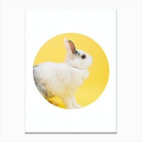 Rabbit On Yellow Background Canvas Print