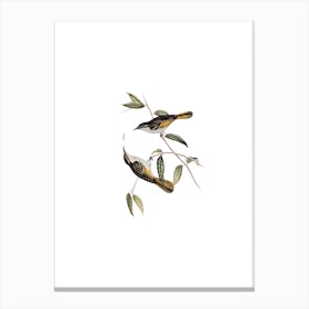 Vintage Cockerell's Honeyeater Bird Illustration on Pure White n.0366 Canvas Print
