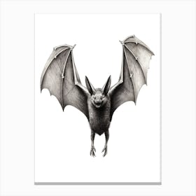 Serotine Bat Vintage Illustration 4 Canvas Print