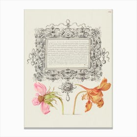 French Rose And Dwarf Nasturtium From Mira Calligraphiae Monumenta, Joris Hoefnagel Canvas Print