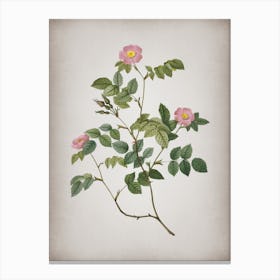 Vintage Sweetbriar Rose Botanical on Parchment n.0174 Canvas Print