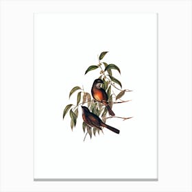 Vintage Olive Whistler Bird Illustration on Pure White n.0467 Canvas Print