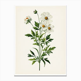 Vintage Botanical Galleria Style Wildflower Painting 34 Canvas Print