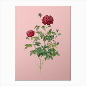 Vintage Burgundy Cabbage Rose Botanical on Soft Pink n.0503 Canvas Print
