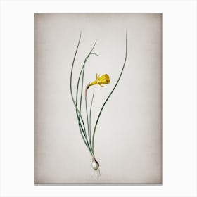 Vintage Daffodil Botanical on Parchment n.0838 Canvas Print