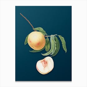 Vintage Duracina Peach Botanical Art on Teal Blue n.0930 Canvas Print