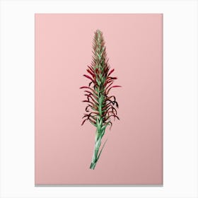 Vintage Pitcairnia Latifolia Botanical on Soft Pink n.0724 Canvas Print