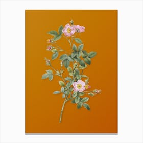 Vintage Pink Pompon Rose Botanical on Sunset Orange n.0361 Canvas Print