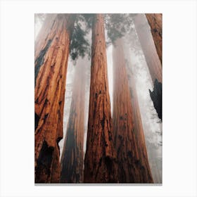 Redwood Forest Trees Canvas Print