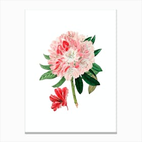 Vintage Rhododendron Flower Botanical Illustration on Pure White n.0512 Canvas Print