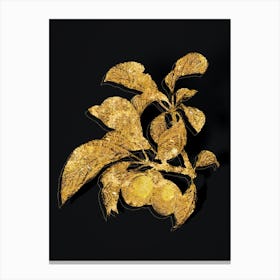 Vintage Ripe Plums on a Branch Botanical in Gold on Black n.0443 Canvas Print