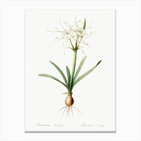 Streambank Spiderlily, Pierre Joseph Redoute Canvas Print