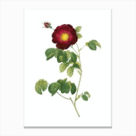 Vintage Rose Botanical Illustration on Pure White n.0048 Canvas Print