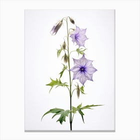 Pressed Wildflower Botanical Art Tall Bellflower 3 Canvas Print