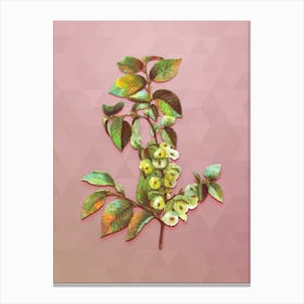 Vintage Field Elm Botanical Art on Crystal Rose n.0103 Canvas Print